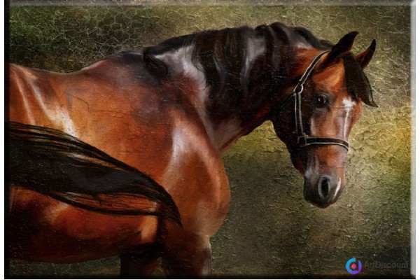 Картины животных Лошадь AANL0052