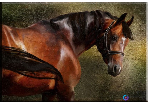 Картины животных Лошадь AANL0052