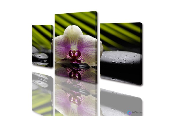 Модульные картины цветы Орхидея на камнях ADFL0009