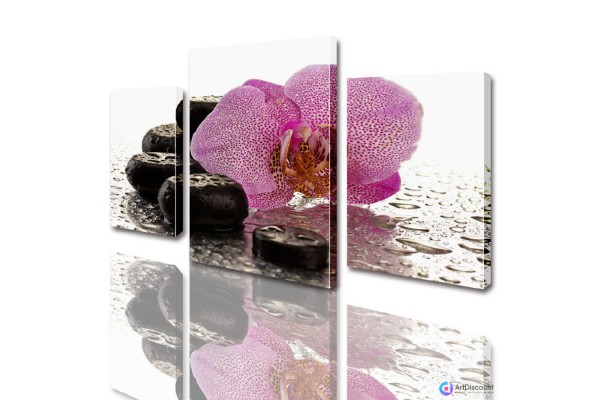 Модульные картины цветы Розовая Орхидея на камнях ADFL0010
