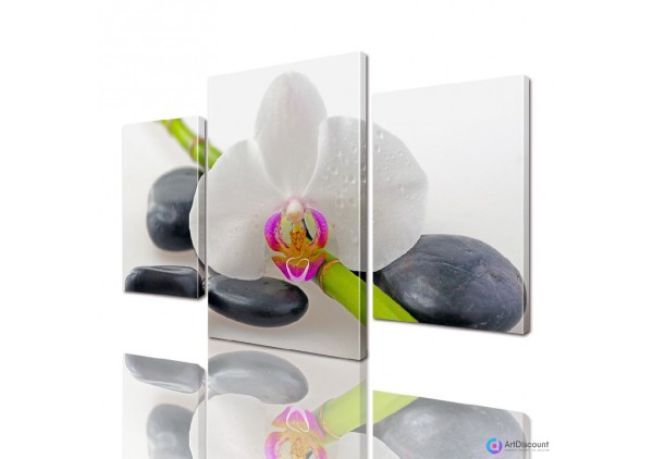 Модульные картины цветы Орхидея на камнях ADFL0016