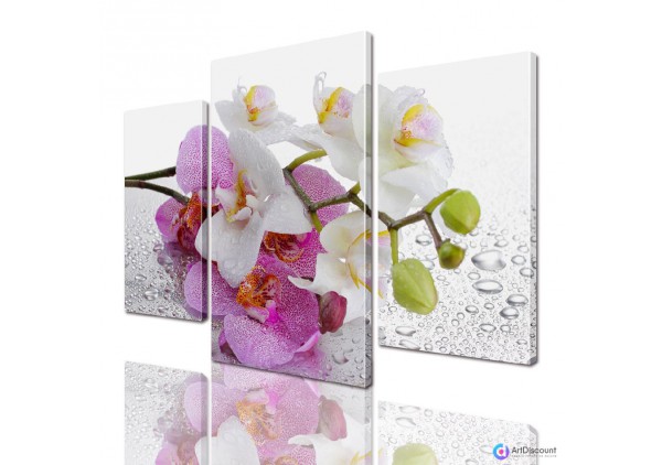 Модульные картины цветы Ветка Орхидеи ADFL0024