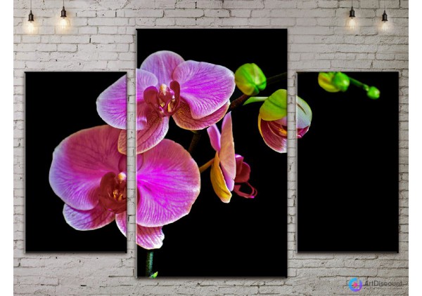 Модульные картины цветы Орхидея ADFL0065