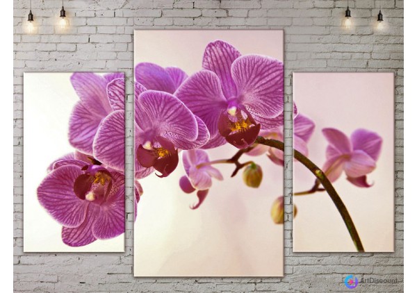 Модульные картины цветы Розовая Орхидея ADFL0083