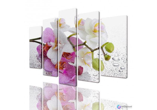Модульные картины цветы Орхидея AFLW5_0020