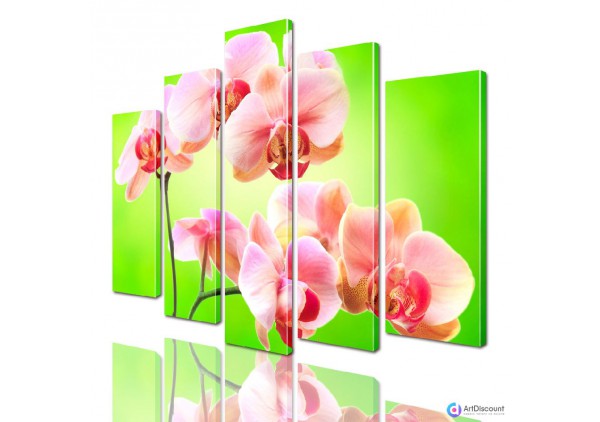 Модульные картины цветы Орхидеи AFLW5_0036