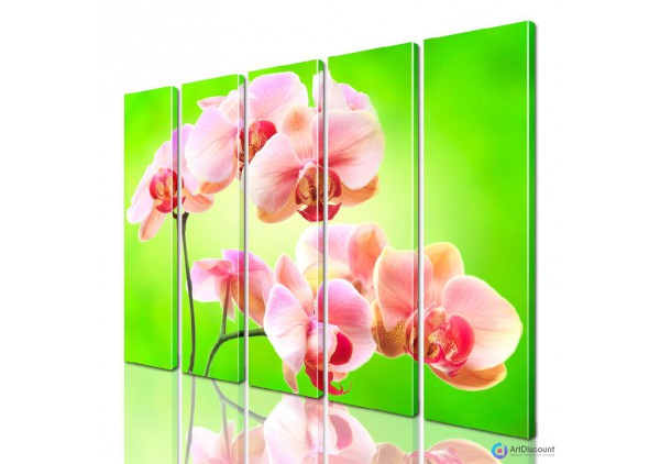 Модульные картины цветы Орхидеи AFLW5_0222