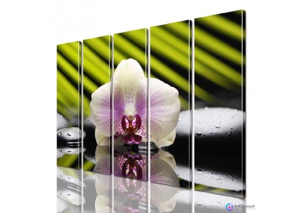 Модульные картины цветы Орхидея на Камнях AFLW5_0230